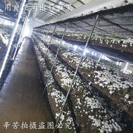 食用菌空调机组 金葫蘑菇机 菌类养殖工厂大棚专用空调