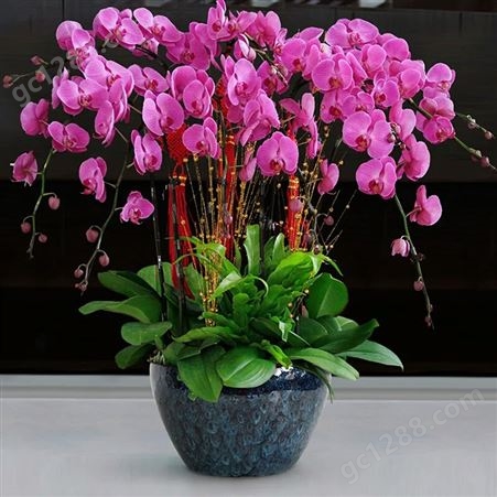 郑州高新区花卉植物租赁 室内花卉租摆 常年提供绿植养护服务