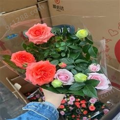 室内好养花卉 盆栽花卉 玫瑰长寿花康乃馨批发 量大优先发货
