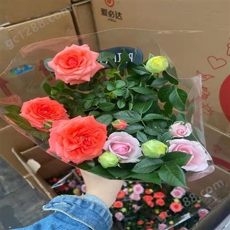 室内好养花卉 盆栽花卉 玫瑰长寿花康乃馨批发 量大优先发货