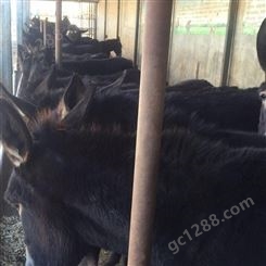 肉驴苗价格 批量出售肉驴 肉驴仔改良驴种 鼎荣 厂家直供