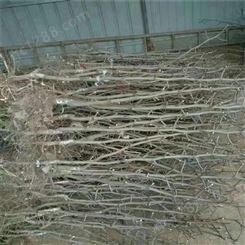果鑫 大青枣树苗价格 北方种植果树苗木 露天种植