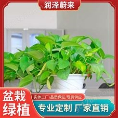 武汉绿色盆栽植物-绿化盆栽租摆-盆栽植物批发-润泽蔚来